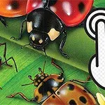 Useita värikkäitä kovakuoriaisia ja hyönteisiä vihreällä lehdellä, vieressä painiketta osoittava käsi
